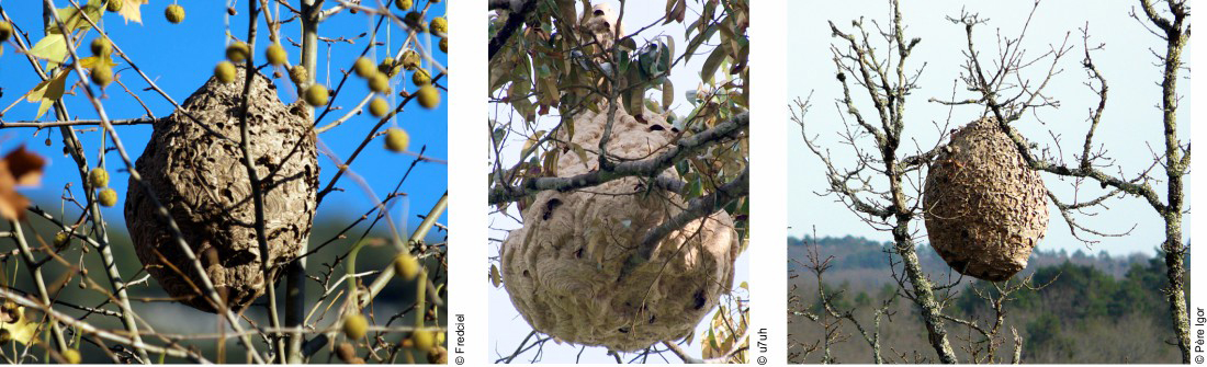 Vespa velutina wasps nets