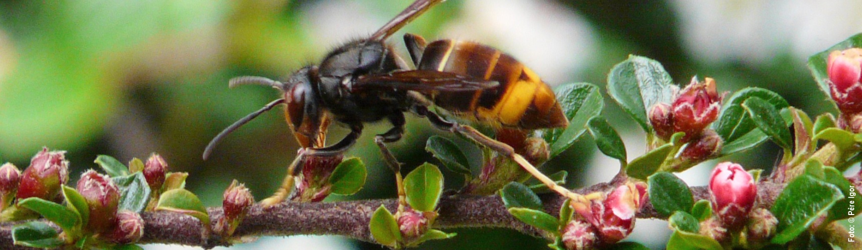 Asian hornet