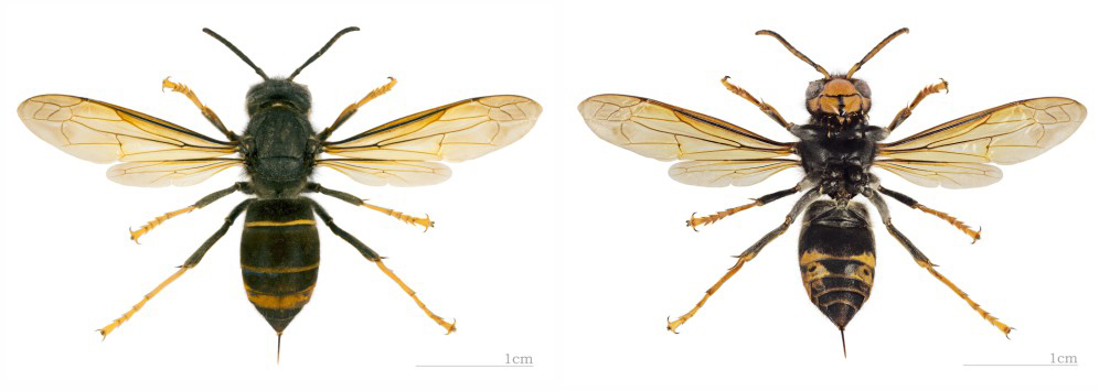 Vespa velutina dorsal y ventral